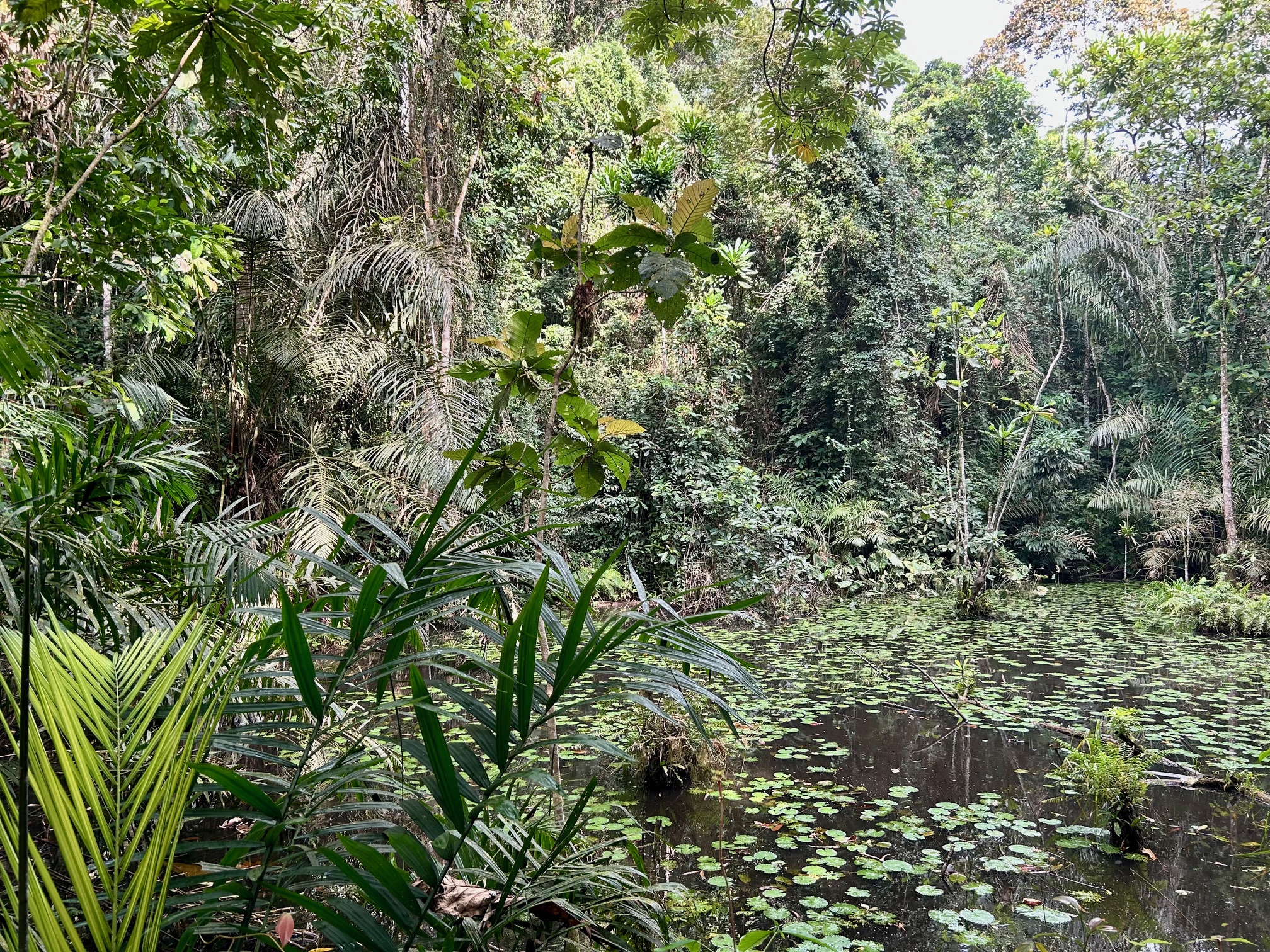 Ankasa — lily-covered pool deep in the forest